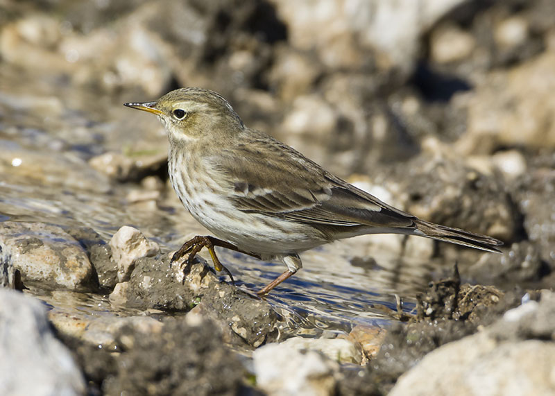 Spioncello, Anthus spinoletta